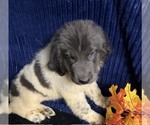 Small Photo #31 Newfoundland Puppy For Sale in AURORA, IN, USA