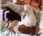 Small #6 Boxer Mix