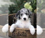 Small Photo #2 Aussiedoodle Puppy For Sale in SPOKANE VALLEY, WA, USA