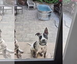 Small #20 American Pit Bull Terrier