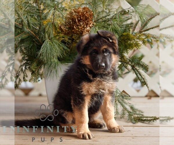 Medium Photo #3 German Shepherd Dog Puppy For Sale in HONEY BROOK, PA, USA