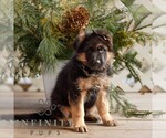 Small #2 German Shepherd Dog