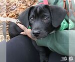 Small #4 Labrador Retriever-Retriever  Mix
