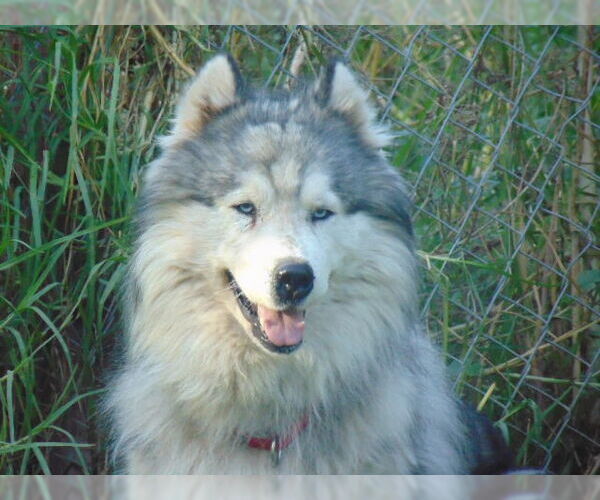 Medium Photo #15 Samoyed-Siberian Husky Mix Puppy For Sale in Pacific grove , CA, USA