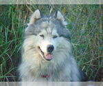 Small #14 Samoyed-Siberian Husky Mix