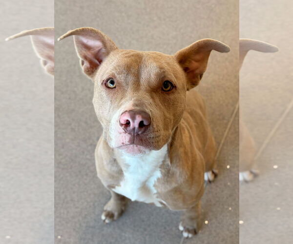 Medium Photo #3 Mutt Puppy For Sale in Jefferson, WI, USA