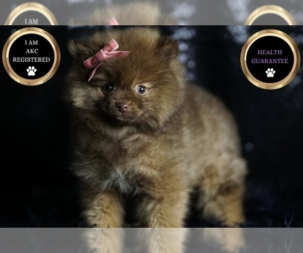 Medium Photo #98 Pomeranian Puppy For Sale in WARSAW, IN, USA