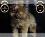 Small Photo #98 Pomeranian Puppy For Sale in WARSAW, IN, USA