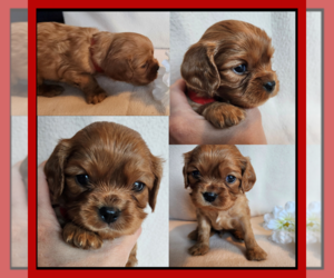 Cavalier King Charles Spaniel Puppy for sale in LOGAN, UT, USA