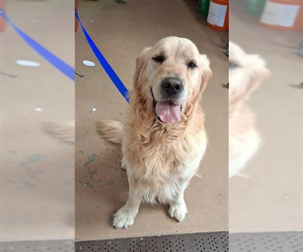Medium Photo #1 Golden Retriever Puppy For Sale in Chula Vista, CA, USA