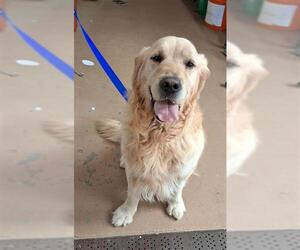 Golden Retriever Dogs for adoption in Chula Vista, CA, USA