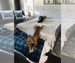 Small #4 American Staffordshire Terrier Mix