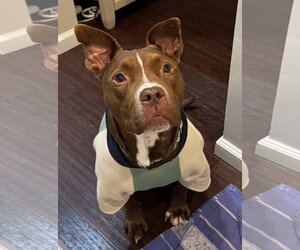 Mutt Dogs for adoption in Spring Lake, NJ, USA