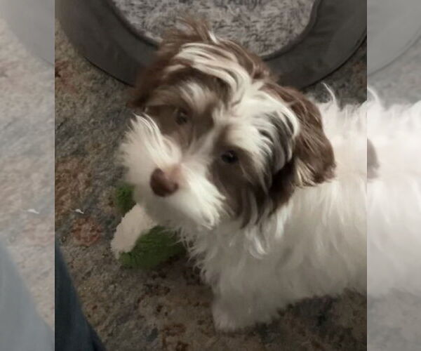Medium Photo #1 Havanese Puppy For Sale in Mooresville, NC, USA