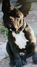 French Bulldog Puppy for sale in LAKE BUTLER, FL, USA