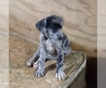 Small Photo #28 Great Dane Puppy For Sale in PIERSON, MI, USA