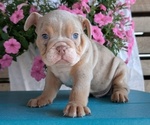 Small #1 English Bulldog