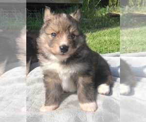 Pomsky Puppy for sale in SAVOY, MA, USA