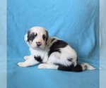 Small #6 Aussiedoodle