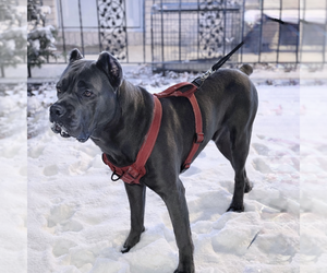 Father of the Cane Corso puppies born on 01/09/2026