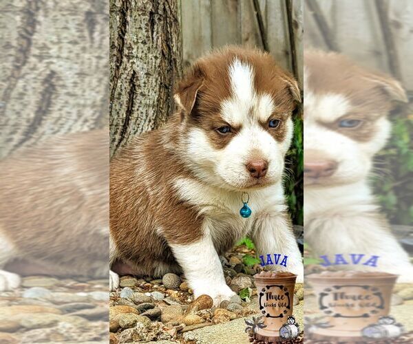 Medium Photo #5 Siberian Husky Puppy For Sale in SHERWOOD, OR, USA