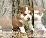Small Photo #5 Siberian Husky Puppy For Sale in SHERWOOD, OR, USA