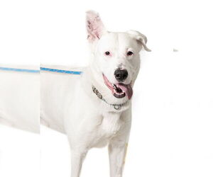 German Shepherd Dog-Siberian Husky Mix Dogs for adoption in Vaughan, Ontario, Canada