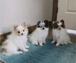 Image preview for Ad Listing. Nickname: Litter of 3