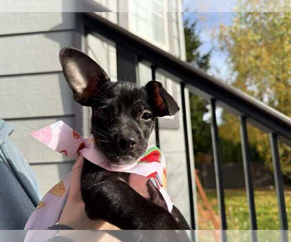 Medium Photo #4 Chihuahua Puppy For Sale in Arlington, WA, USA