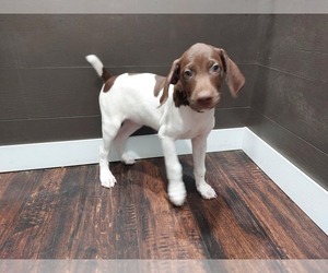 German Shorthaired Pointer Puppy for sale in QUITMAN, TX, USA