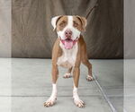 Small #1 American Pit Bull Terrier