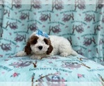 Small #3 Cavapoo (Miniature)