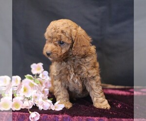 Cavapoo (Miniature) Puppy for sale in MILLERSTOWN, PA, USA
