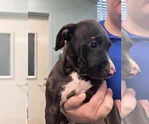 American Pit Bull Terrier-Unknown Mix Dogs for adoption in Lacombe, LA, USA