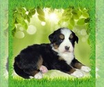 Small #2 Bernese Mountain Dog