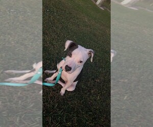 American Pit Bull Terrier Dogs for adoption in SEBRING, FL, USA
