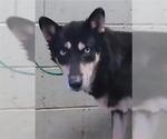 Small Siberian Husky