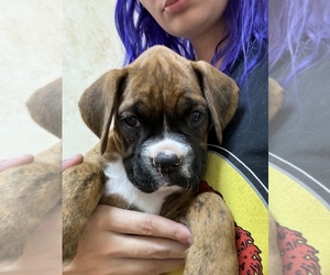 Boxer Puppy for sale in ORTONVILLE, MI, USA