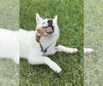 Small #1 Siberian Husky Mix