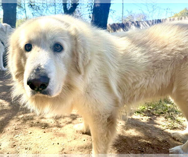 Medium Photo #8 Great Pyrenees Puppy For Sale in Spring, TX, USA