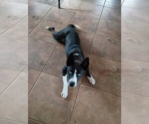 Zoey - Female Border Collie Dog for Adoption - Photo #4