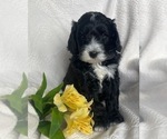 Small Photo #3 Old English Sheepdog-Sheepadoodle Mix Puppy For Sale in KENT CITY, MI, USA