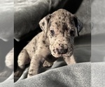 Puppy Cookie Great Dane