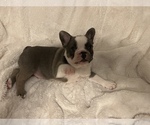 Small Photo #2 French Bulldog Puppy For Sale in SEBRING, FL, USA