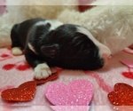 Small Photo #278 Border Collie Puppy For Sale in NORBORNE, MO, USA