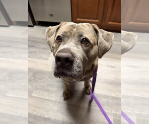 Mutt Dogs for adoption in St. Louis Park, MN, USA