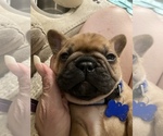 Small Photo #6 French Bulldog Puppy For Sale in RICHMOND, KY, USA
