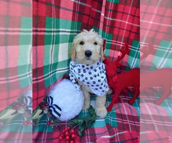 Medium Photo #4 Goldendoodle Puppy For Sale in GREENVILLE, SC, USA
