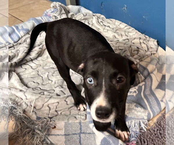 Medium Photo #4 American Staffordshire Terrier-Unknown Mix Puppy For Sale in Tracy City, TN, USA