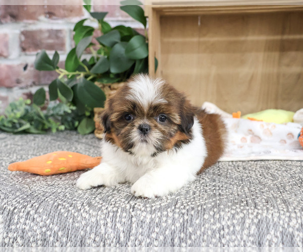 Medium Photo #5 Shih Tzu Puppy For Sale in SYRACUSE, IN, USA